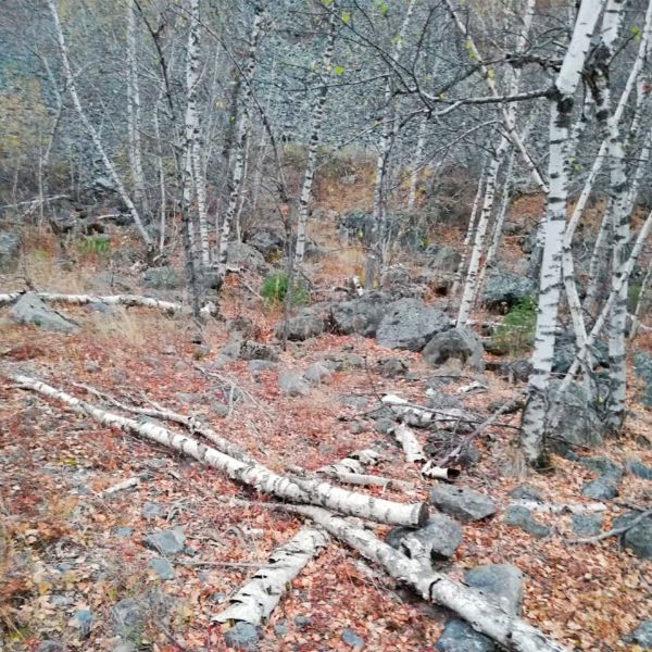 Ветровалы. Алматинская область