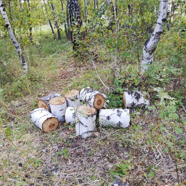 Незаконная вырубка. Костанайская область