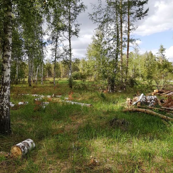 Незаконная вырубка. Костанайская область