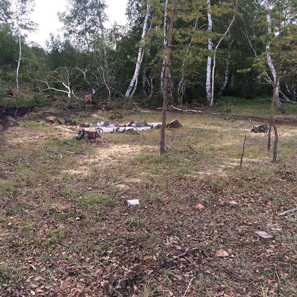 Вырубка леса. Акмолинская область